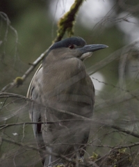 Nycticorax nycticorax obscurus