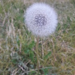 Taraxacum officinale