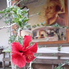 Hibiscus