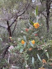 Daviesia corymbosa