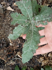 Cirsium arvense vestitum