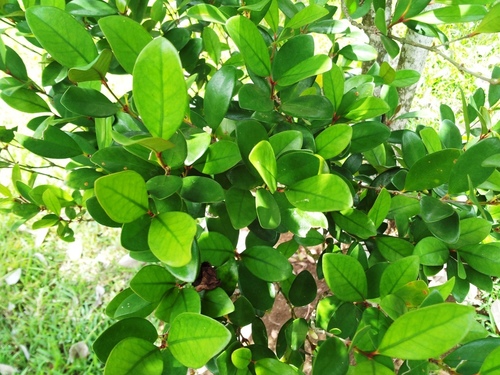 Coffea myrtifolia · iNaturalist