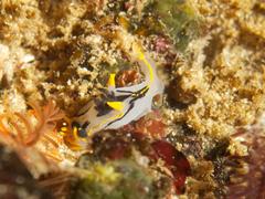 Polycera capensis
