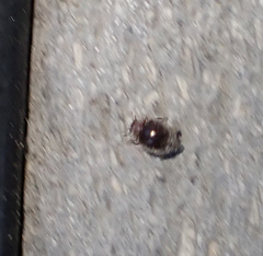 Rhyzobius lophanthae