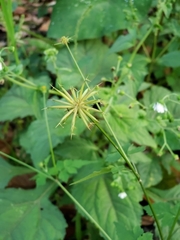Cyperus albostriatus