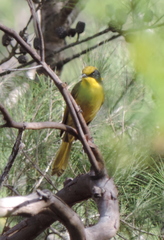 Lichenostomus melanops
