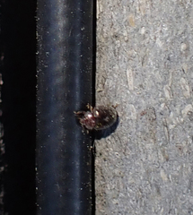 Rhyzobius lophanthae