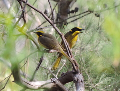 Lichenostomus melanops