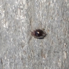 Rhyzobius lophanthae