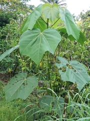 Ochroma