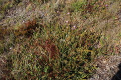 Struthiola dodecandra