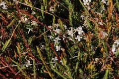 Struthiola dodecandra
