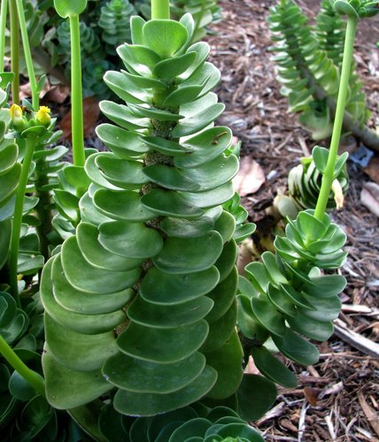 Portulaca molokiniensis
