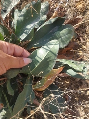 Limonium platyphyllum