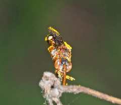 Nomada australensis