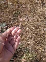 Limonium platyphyllum