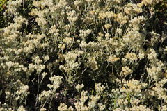 Helichrysum patulum