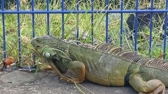 Iguana iguana