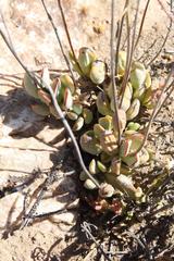 Cotyledon papillaris