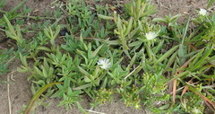 Delosperma inconspicuum