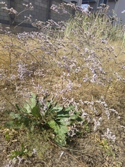 Limonium platyphyllum