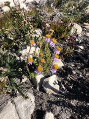 Felicia canaliculata