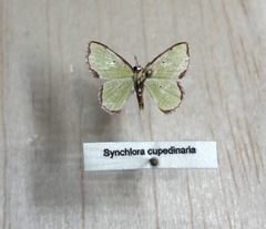 Synchlora cupedinaria
