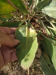 Limonium platyphyllum