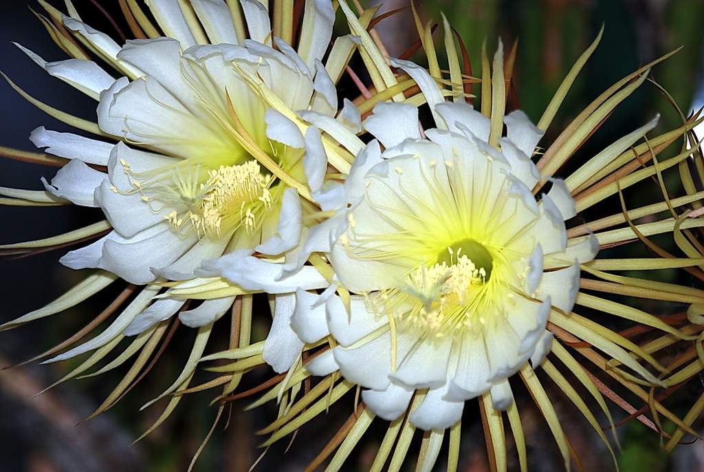 Selenicereus pteranthus