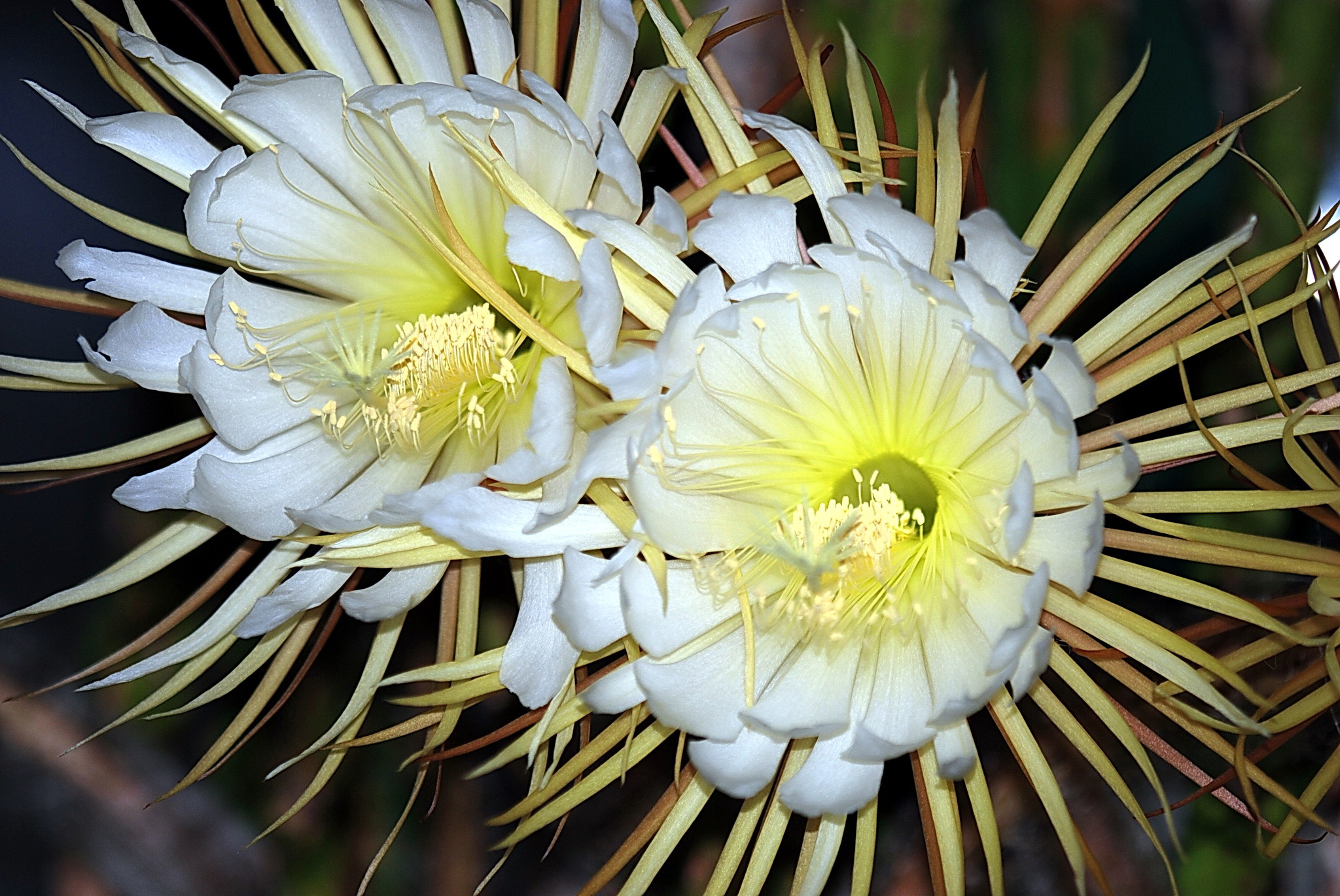 Selenicereus pteranthus