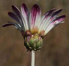 Arctotis stoechadifolia