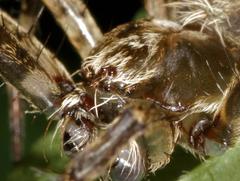 Pararaneus perforatus