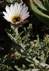 Arctotis stoechadifolia