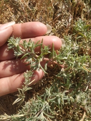 Salsoloideae