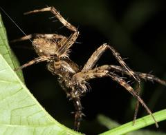 Pararaneus perforatus