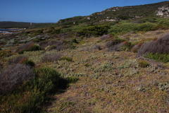 Arctotis stoechadifolia