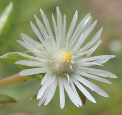 Delosperma inconspicuum