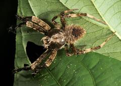 Pararaneus perforatus