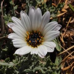 Arctotis stoechadifolia
