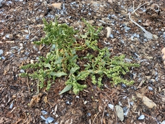 Atriplex gmelinii