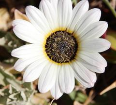 Arctotis stoechadifolia