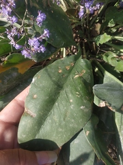 Limonium platyphyllum