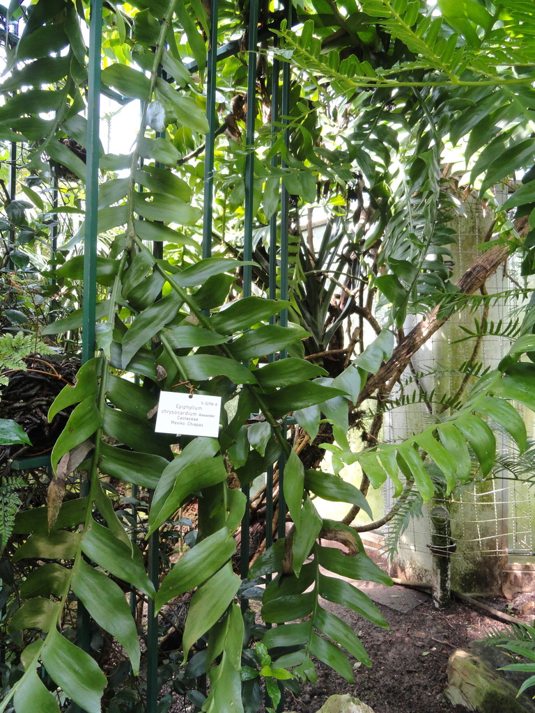 fern leaf orchid cactus (Selenicereus chrysocardium)  iNaturalist
