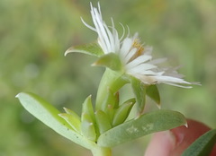 Delosperma inconspicuum