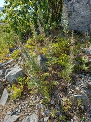 Artemisia leucophylla