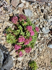 Hylotelephium cyaneum