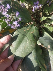 Limonium platyphyllum