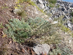 Artemisia lagopus