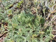 Artemisia lagopus