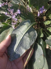 Limonium platyphyllum